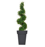 Artificial Spiral Buxus Tree in black vase