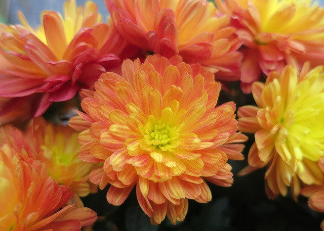 Summer planting
