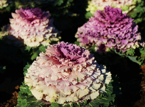 Ornamental Cabbage for your window box