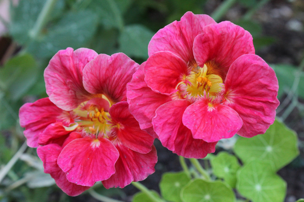 Your free gift - Nasturtium Cherry Rose
