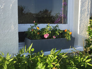 Top five tips for planting your window box