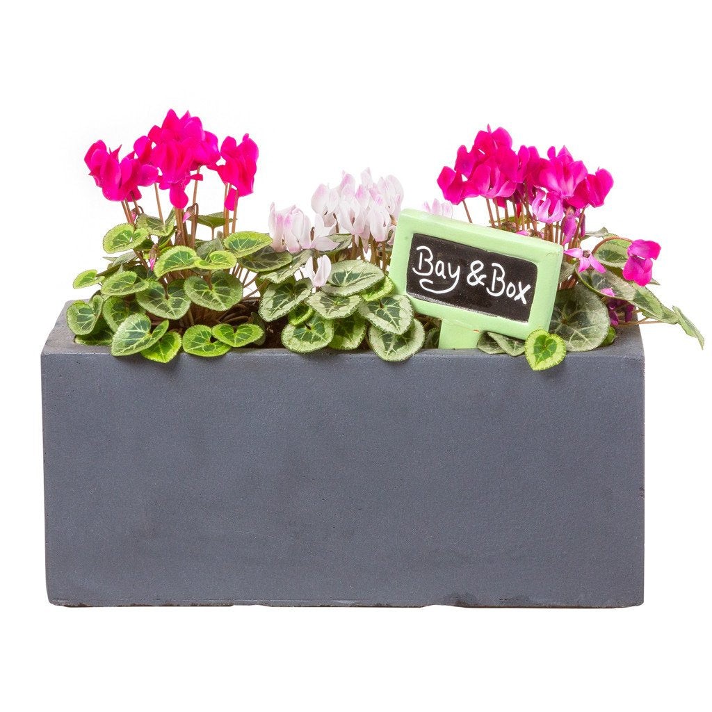 Colour treats, not tricks, for your window box