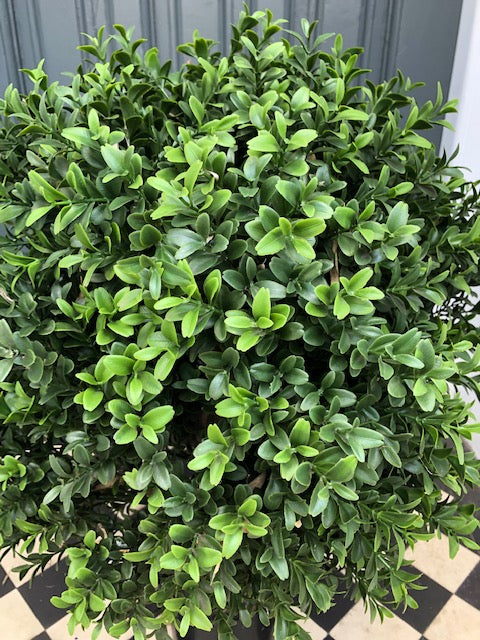 Kensington - Artificial Buxus Topiary Ball