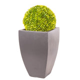 Hotel Collection Vase in Parisian Grey planted with Buxus Ball - Bay and Box