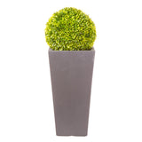 Society Vase in Parisian Grey planted with Buxus Ball - Bay and Box
