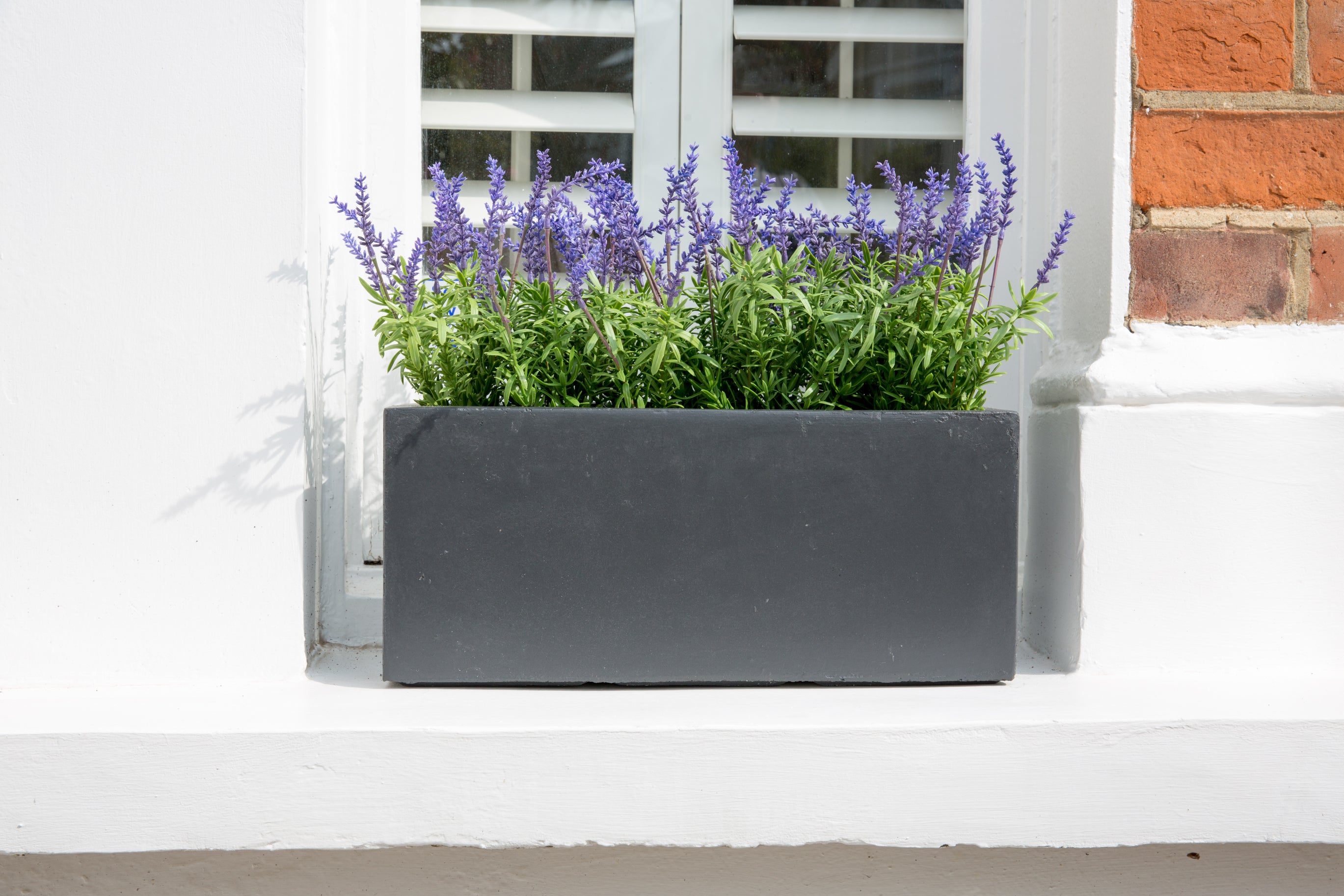 can you plant lavender in a window box Provence