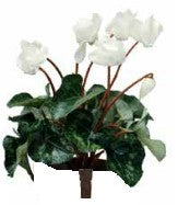 Cyclamen artificial plant - White
