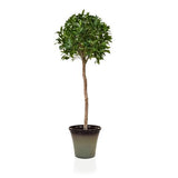 Artificial Bay tree - with choice of black planter